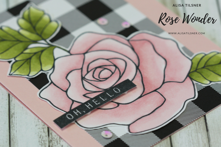 Rose Wonder