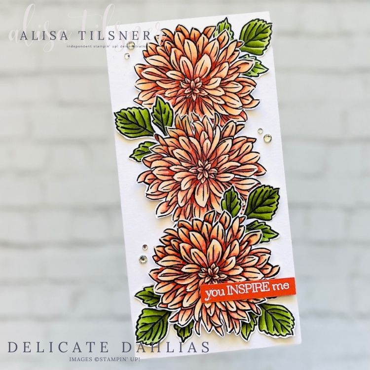 Delicate Dahlias
