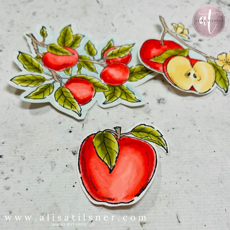 how to colour the apple harvest stamp set