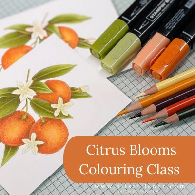 Citrus Blooms Colouring Class